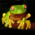 Red-eyed Tree Frog