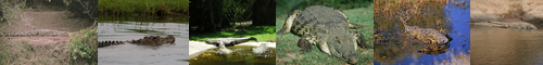 [African crocodile] ナイル鰐