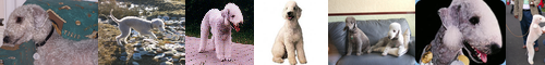 [Bedlington terrier] ベドリントン・テリア