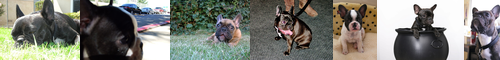 [French bulldog] フレンチ・ブルドッグ
