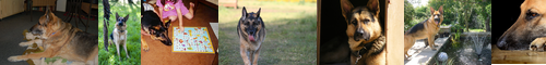 [German shepherd] シェパード, ジャーマン・シェパード・ドッグ