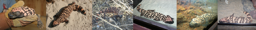[Gila monster] アメリカどくとかげ, アメリカドクトカゲ, アメリカ毒蜥蜴
