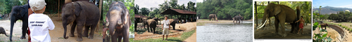 [Indian elephant] アジアぞう, アジア象, インドぞう, インド象, インドゾウ