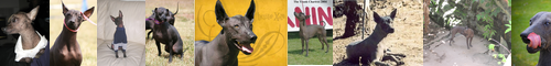 [Mexican hairless] ショロイッツクゥイントリ, メキシカン・ヘアレス・ドッグ