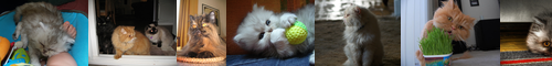 [Persian cat] ペルシア猫, ペルシアねこ, ペルシャ, ペルシャねこ, ペルシャ猫