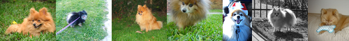 [Pomeranian] ポメラニアン, ポメラニアけん, ポメラニア犬, スピッツ