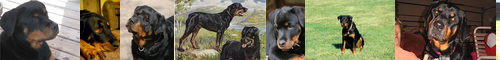 [Rottweiler] ロットワイラー