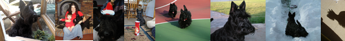 [Scotch terrier] スコッチテリア