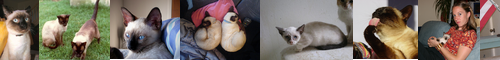 [Siamese cat] シャム猫, シャムねこ, シャム, シャムネコ