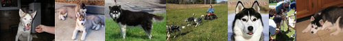 [Siberian husky] シベリアンハスキー
