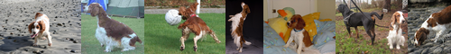 [Welsh springer spaniel] ウェルシュスプリンガースパニエル