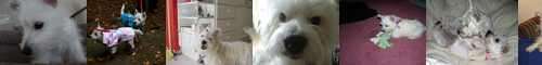 [West Highland white terrier] ウエスト・ハイランド・ホワイト・テリア