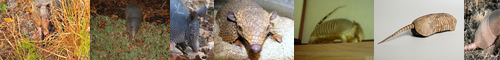 [armadillo] アルマジロ, 鎧鼠, きゅうよ, よろいねずみ