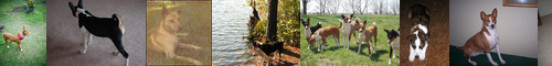 [basenji] 