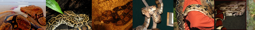 [boa constrictor] ボアコン, ボアコンストリクター, 蟒蛇, 蠎