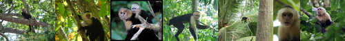 [capuchin] オマキザル