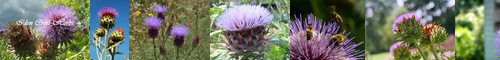 [cardoon] 