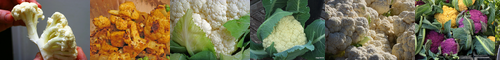 [cauliflower] カリフラワー, 花野菜, カラー写真, 花キャベツ, 花椰菜, 花甘藍, はなやさい, はなキャベツ, ハナキャベツ