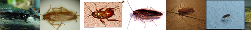 [cockroach] ゴキブリ, 油虫, アマメ, 太郎さん, あぶら虫, コックローチ, ゴキカブリ, 御器噛, 御器噛り, G様, ジーさま, aburamushi, gokiburi, ごきぶり, ごきぶり/蜚蠊/御器齧