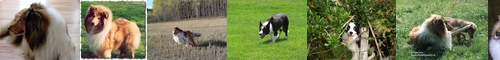 [collie] コリー