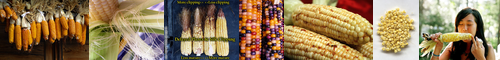 [corn] トウモロコシ, 穀物, 鶏眼, コーン, 玉蜀黍, うおのめ, 米麦, 底豆, 南蛮黍, 肉刺, 胼胝, 荳, tōmorokoshi, とうもろこし, インドトウモロコシ