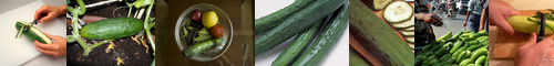 [cucumber] キュウリ, 胡瓜, きゅうり, 黄瓜, 河童, うり, かっぱ, 瓜