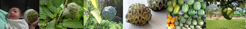 [custard apple] ポポー