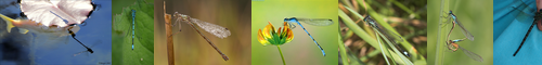 [damselfly] 蜻蛉, 糸蜻蛉, とんぼ, 蜉蝣, 蜻蜓, いととんぼ, かげろう, せいれい, とんぼう, ふゆう, カワトンボ, トンボ