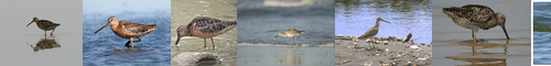 [dowitcher] 