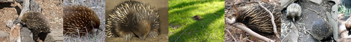 [echidna] ハリモグラ, エキドナ, 針土竜, はりもぐら