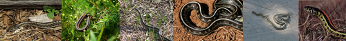 [garter snake] ガータースネーク