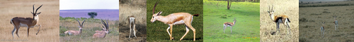 [gazelle] ガゼル, gazeru, ガゼル属