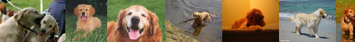 [golden retriever] ゴールデンレトリバー, ゴールデンレトリーバー, ゴールデン・レトリバー