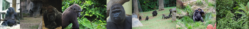 [gorilla] ゴリラ, gorira, 大猩々, 大猩猩