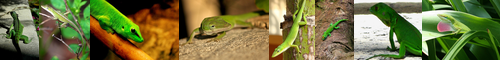 [green] 緑, 青い, 生 / [lizard] トカゲ, 蜥蜴, リザード