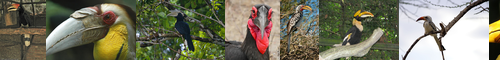 [hornbill] サイチョウ, さいちょう, 犀鳥