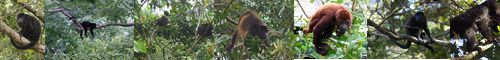 [howler monkey] ホエザル, 吠猿, 吼猿, ほえざる, ハウラ