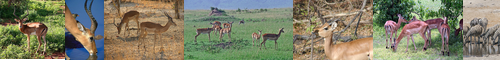 [impala] インパラ, アンテロープ, イランド, オリックス, ヌー