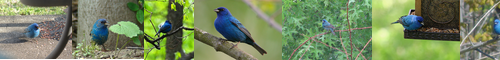 [indigo bunting] ルリノジコ, 瑠璃野路子, るりのじこ