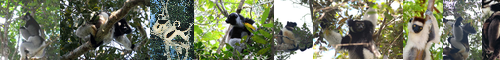 [indri] インドリ