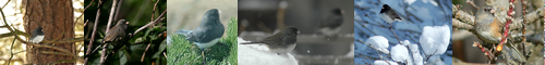 [junco] 