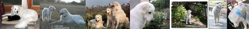 [kuvasz] 