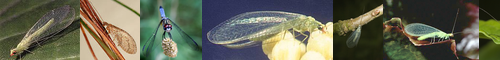 [lacewing] 