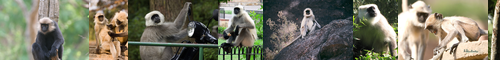 [langur] ラングール