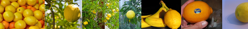 [lemon] レモン, 檸檬, レモン味, 檸檬色, レモン色, 欠陥車, くちなし色, とうもろこし色, れもん, ガンボージ, レモンいろ, レモンイエロー, レモン・イエロー, 山梔子色, 巵子