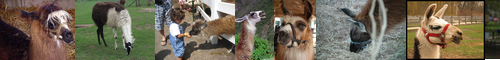 [llama] ラマ, ラマ属, リャマ, rama, 師