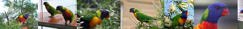 [lorikeet] 