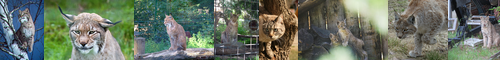 [lynx] 山猫, 大山猫, オオヤマネコ, ヤマネコ, おおやまねこ, リンクス, リュンクリウム, やまねこ