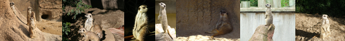 [meerkat] ミーアキャット