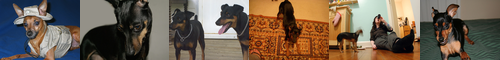 [miniature pinscher] ミニチュア・ピンシャー